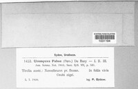 Uromyces viciae-fabae image